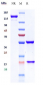 Anti-CD20 Reference Antibody (ibritumomab)